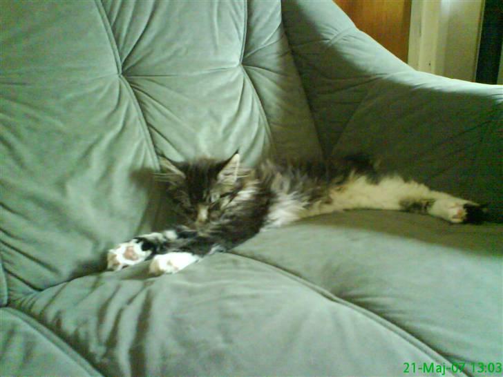 Maine Coon Ludvig billede 13