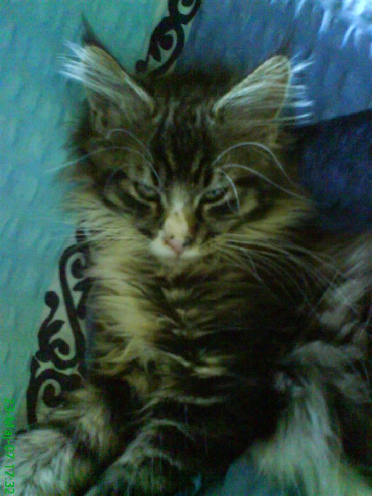 Maine Coon Ludvig billede 14