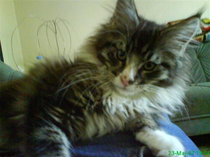 Maine Coon Ludvig billede 15