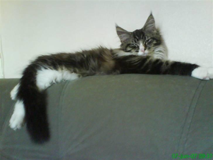 Maine Coon Ludvig billede 16