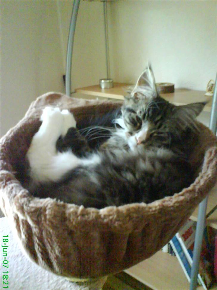 Maine Coon Ludvig billede 17