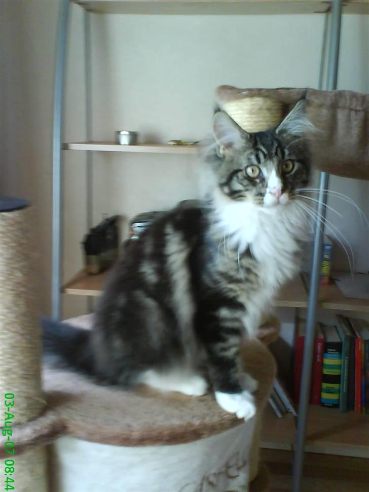 Maine Coon Ludvig billede 18
