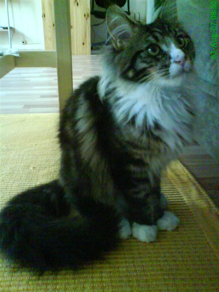 Maine Coon Ludvig billede 19