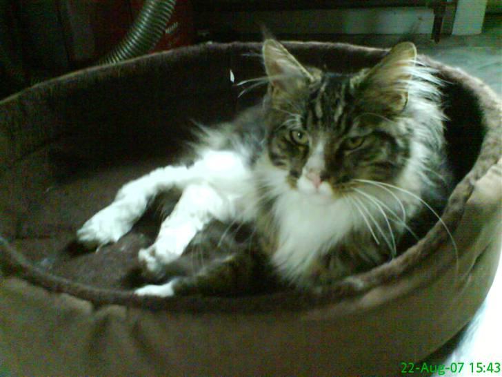 Maine Coon Ludvig billede 20