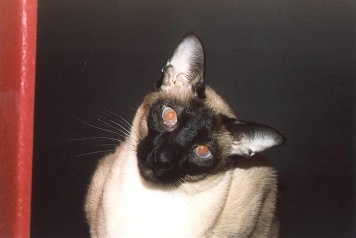 Siameser Arnold (Død d. 19/11-07) billede 1