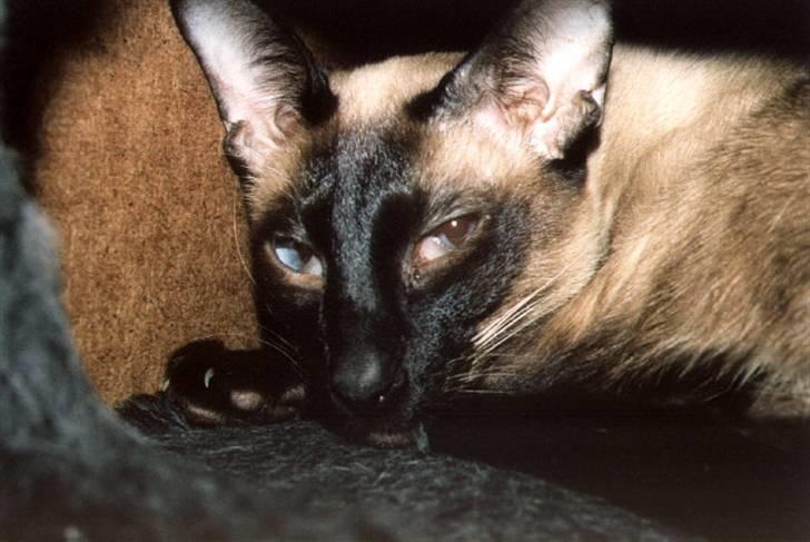 Siameser Arnold (Død d. 19/11-07) billede 2
