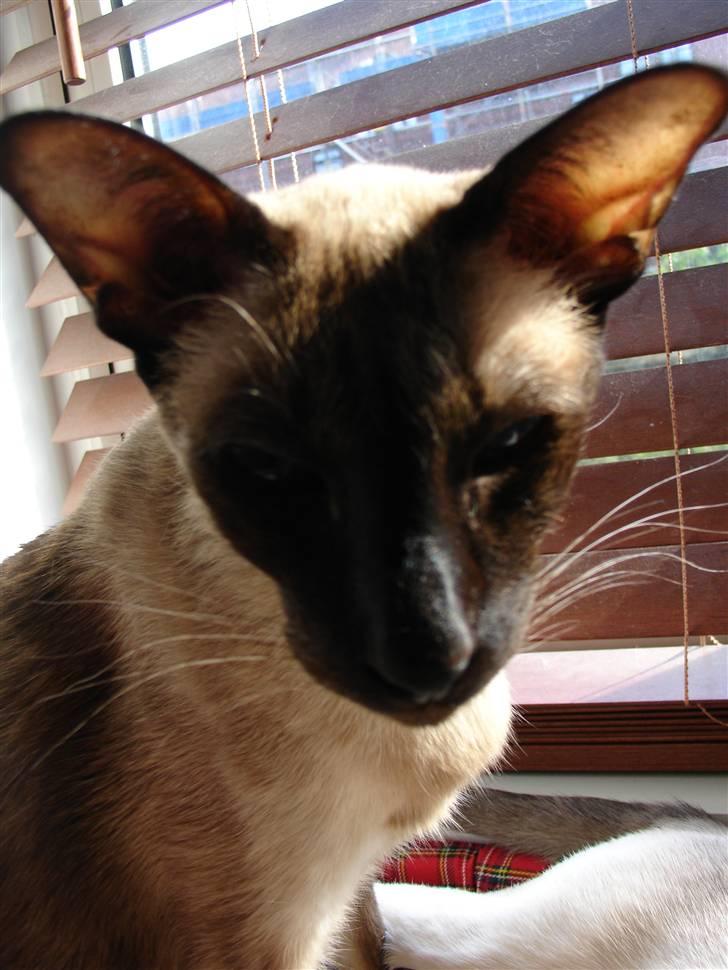 Siameser Arnold (Død d. 19/11-07) billede 7