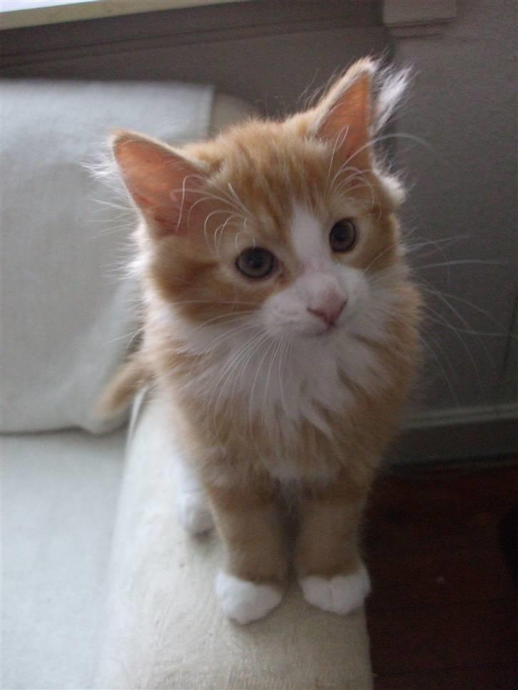 Norsk Skovkat Tiger billede 12