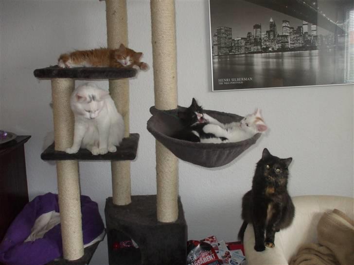 Norsk Skovkat Tiger - Hele familien samlet billede 13