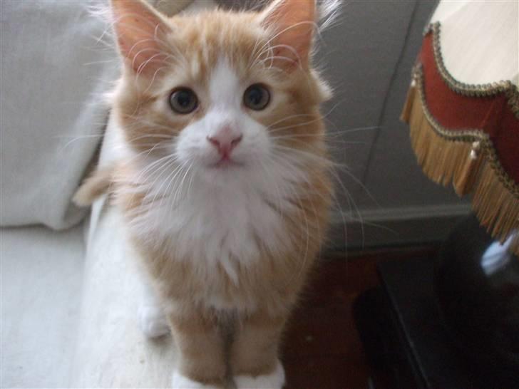 Norsk Skovkat Tiger billede 14