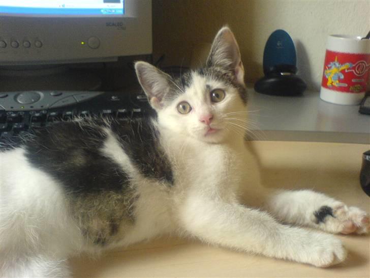 Huskat tarzan billede 13