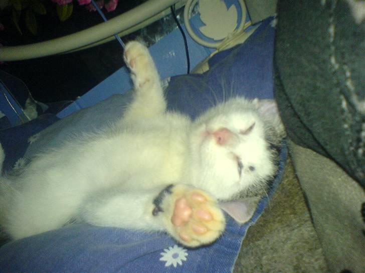 Huskat tarzan billede 14