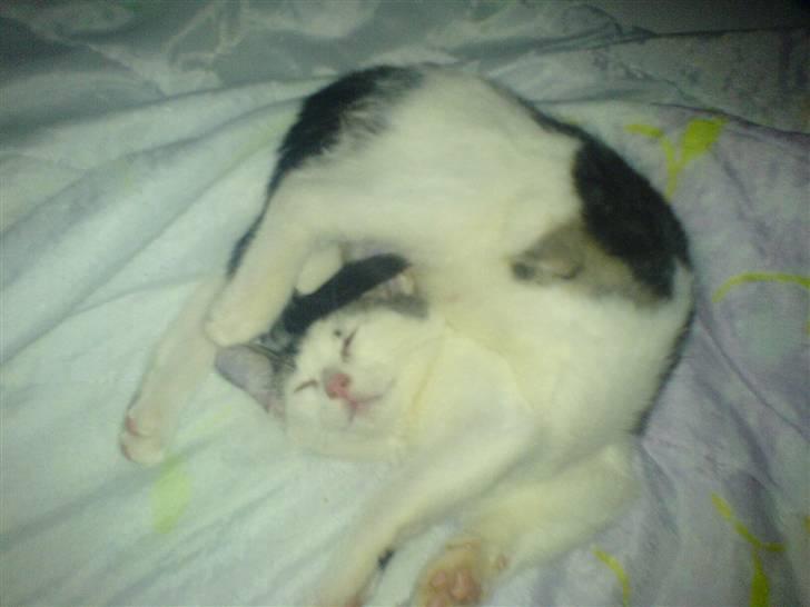 Huskat tarzan billede 15