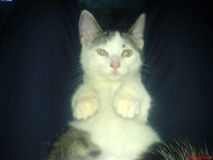 Huskat tarzan billede 16