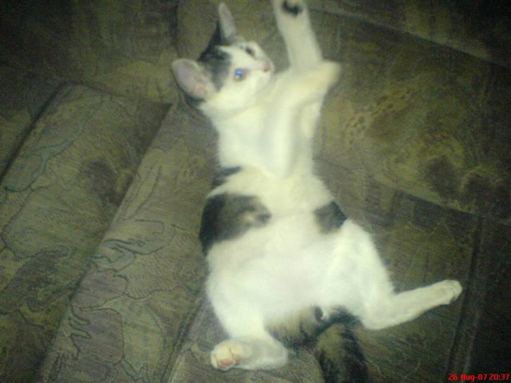 Huskat tarzan billede 17