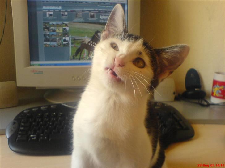 Huskat tarzan billede 18