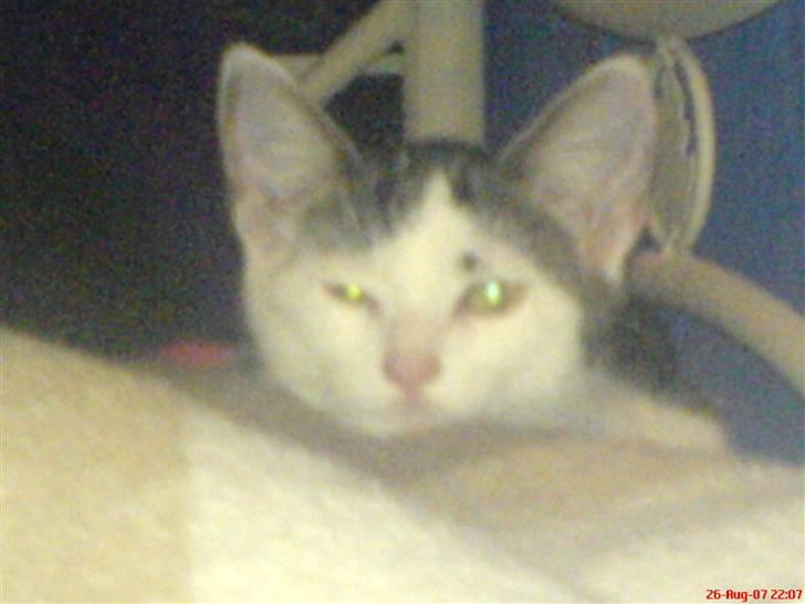 Huskat tarzan billede 19