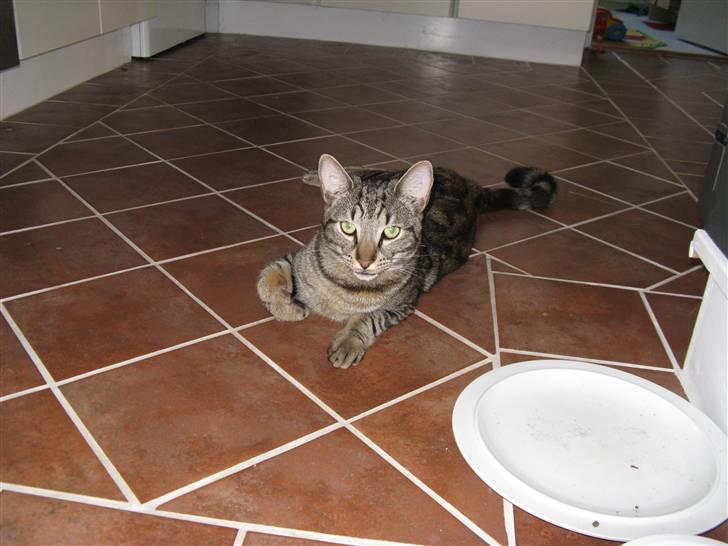 Huskat Tristan - kommer der snart mad?? billede 15