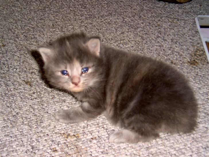 Huskat Findus. billede 5