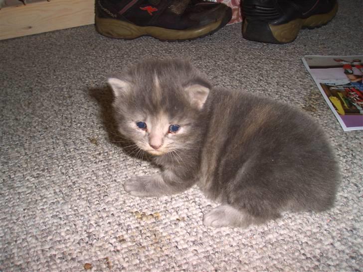 Huskat Findus. billede 6