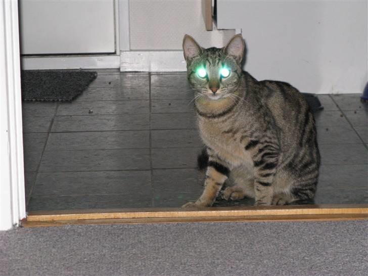 Huskat Tristan - ghost cat....spooky.. billede 16