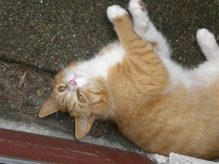 Huskat Konrad - Hehe (: billede 1