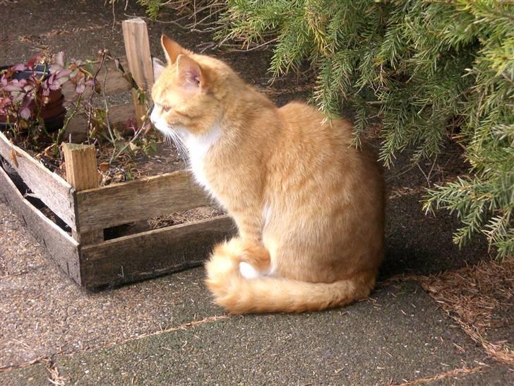 Huskat Konrad - Konrad :) billede 2