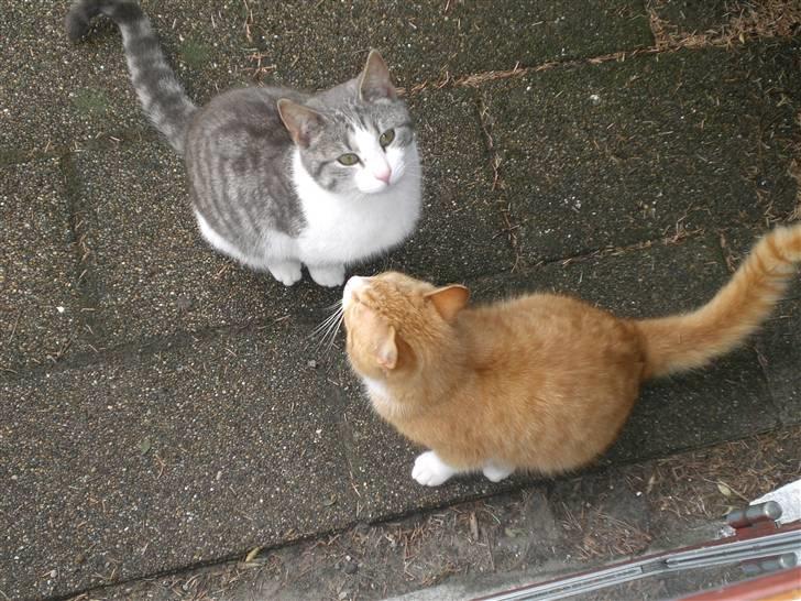 Huskat Konrad - Der er altså ikke mere mad Nusser. Lad være med at tigge. billede 3