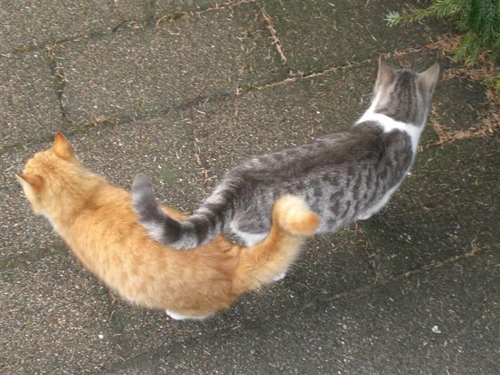 Huskat Konrad - Vi fletter haler :b billede 4