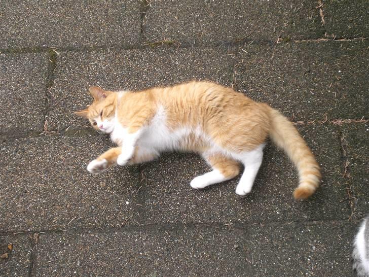 Huskat Konrad - Han er så sød. billede 5