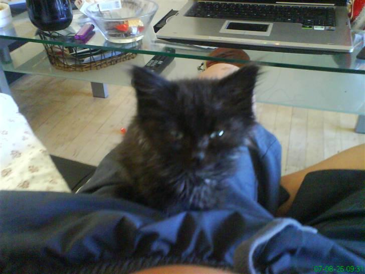 Blanding af racer Tiger - er jeg ikk dejlig :) billede 8