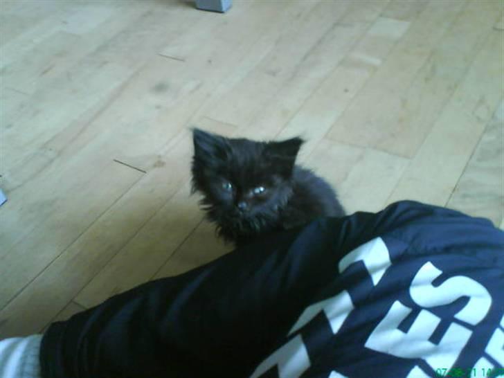 Blanding af racer Tiger - ej må jeg ikk godt komme op til dig??  billede 9