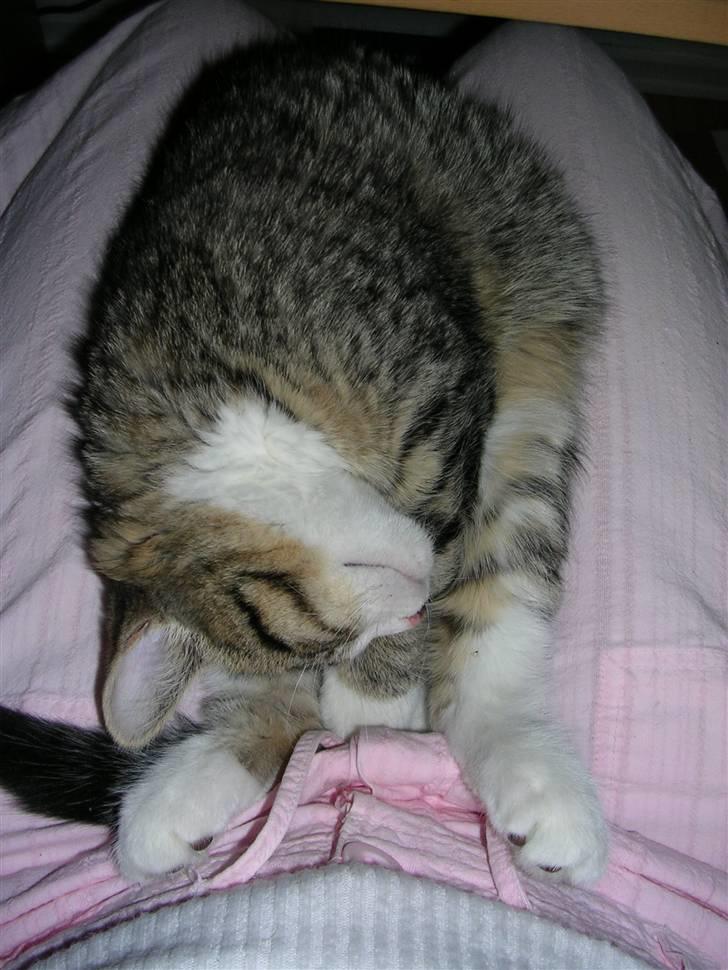 Blanding af racer Oskar - Her ligger man bare godt :) billede 13