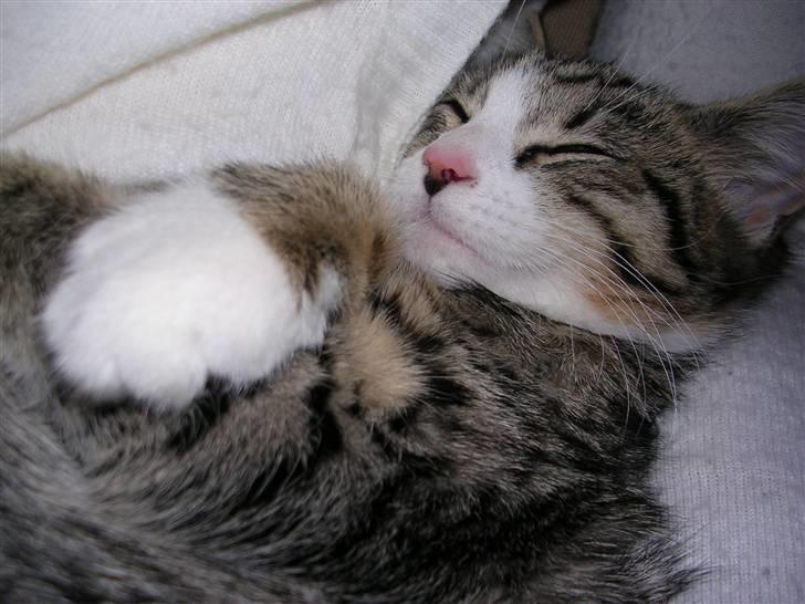 Blanding af racer Oskar - Zzzzzz billede 14