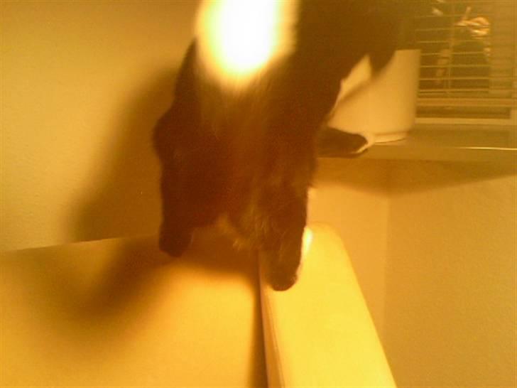 Huskat Cleo billede 10