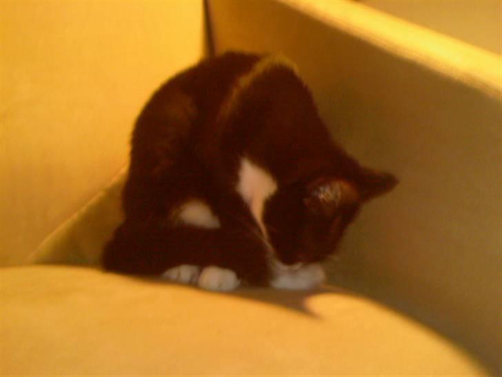 Huskat Cleo billede 11