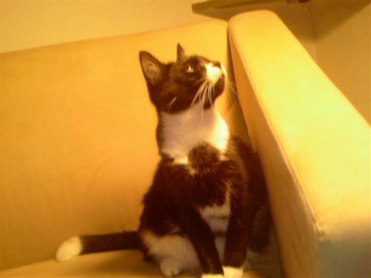 Huskat Cleo billede 12