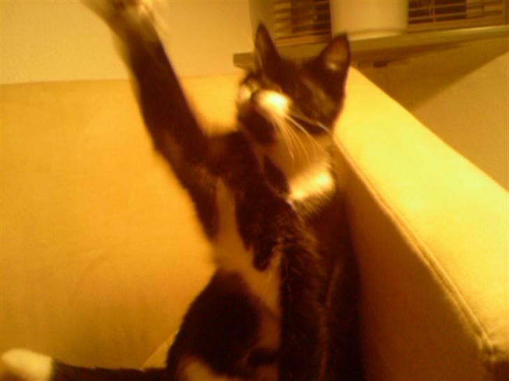 Huskat Cleo billede 13