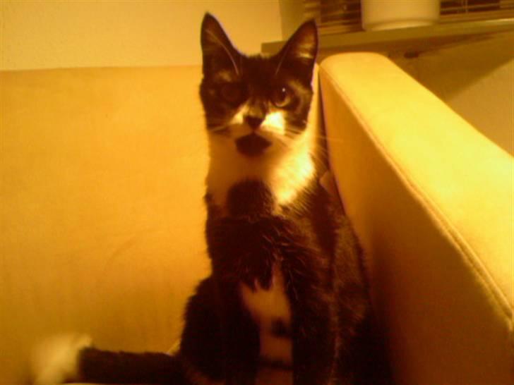 Huskat Cleo billede 14