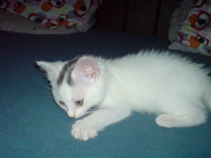 Blanding af racer Minnie - Jeg elsker at sutte i mor og fars seng  billede 5