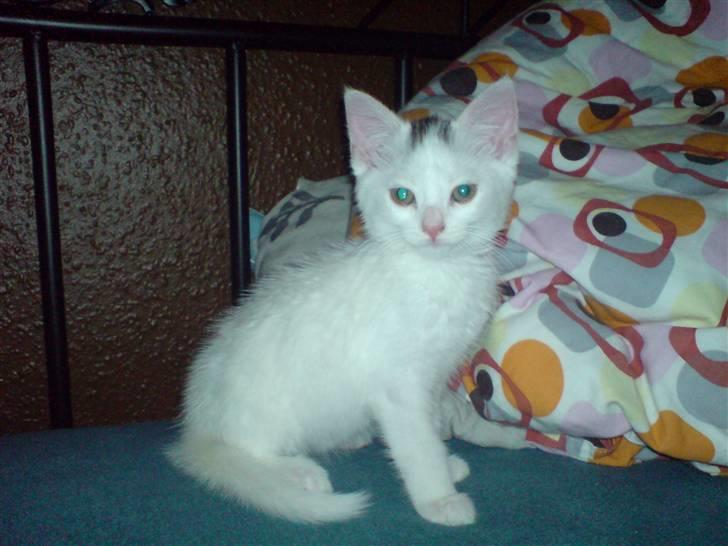 Blanding af racer Minnie - Se mig se så pænt jeg kan side billede 6