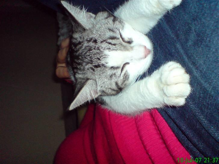 Huskat malou billede 1