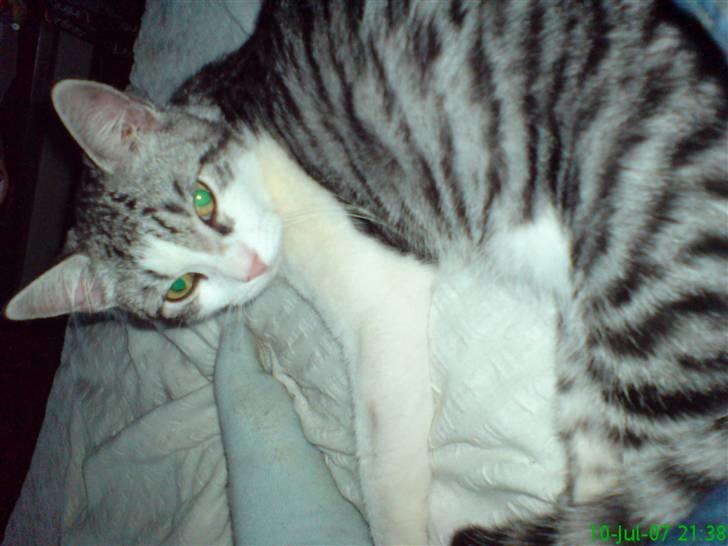 Huskat malou billede 2