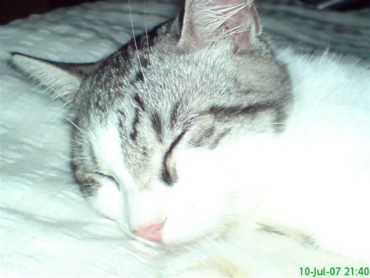 Huskat malou billede 3