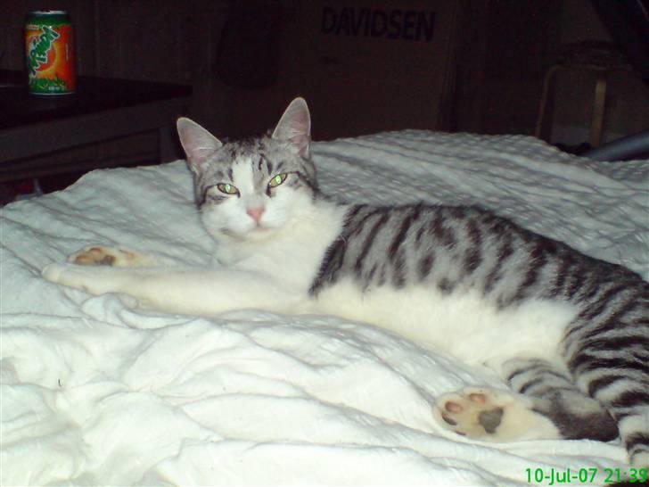 Huskat malou billede 4