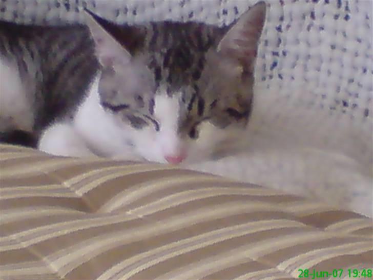 Huskat malou billede 5