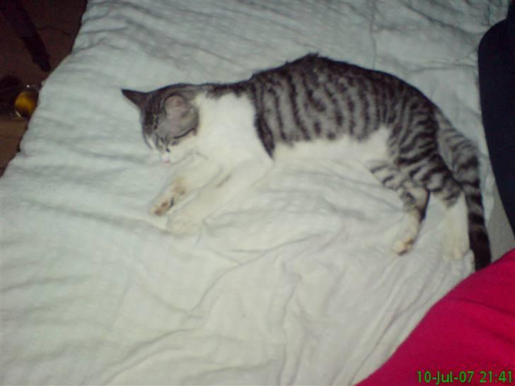 Huskat malou billede 6