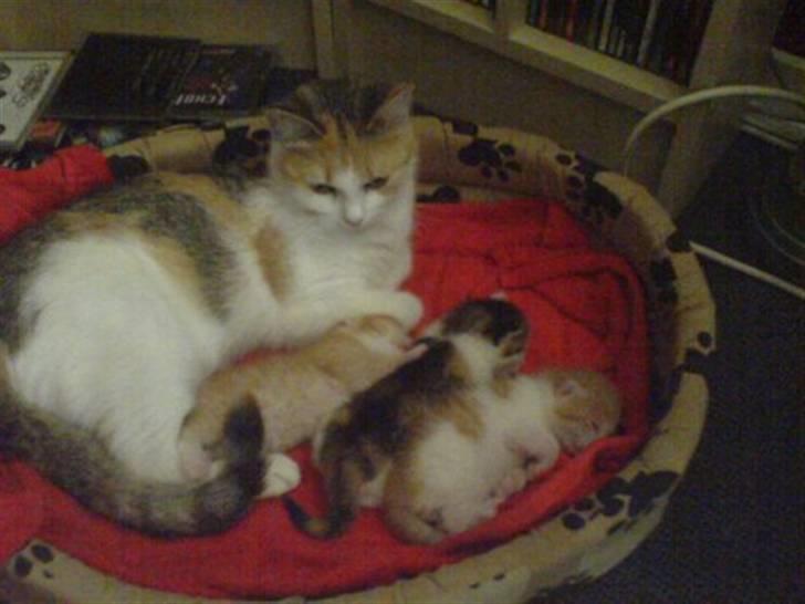 Huskat Lille Mille solgt billede 5