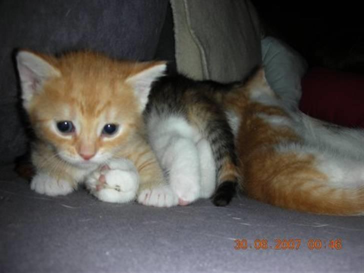 Huskat Lille Mille solgt billede 10