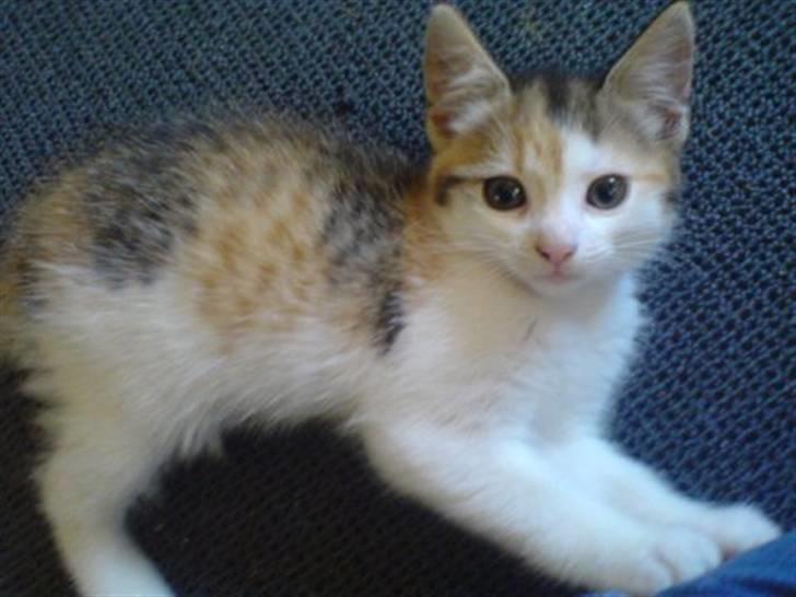 Huskat Lille Mille solgt billede 16